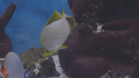 Fish, coral reef dweller swims close to the camera.