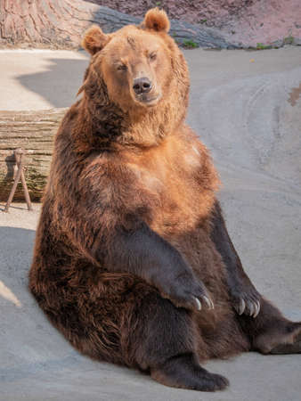 Brown bear (Ursus arctos) portrait on the hunt.