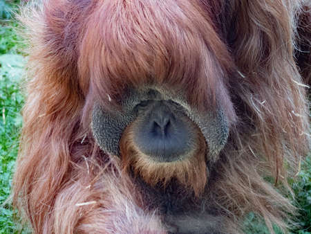 The adult male of the Sumatran Orangutan.