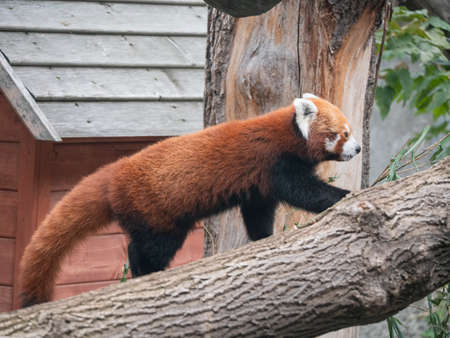 Red Panda, Firefox or Lesser Panda Ailurus fulgens on the tree.の写真素材
