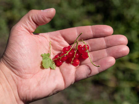 Clusters of red currant berries on hand palm.の写真素材