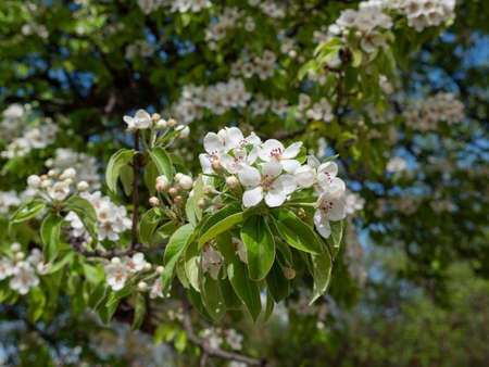 Apple blossoms in spring on white background.の写真素材