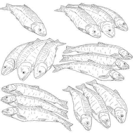 collection of natural marine fish sketch on white background.のイラスト素材