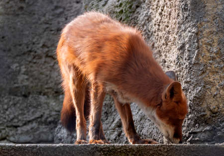 Golden jackal in nature tracks down prey, portrait.