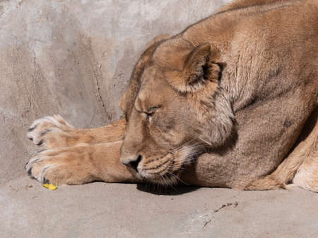 Portrait lioness basking in the warm sun after dinner.の写真素材