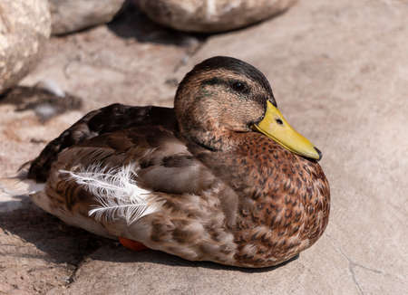 Gray ducks Gadwalls ANAS strepera Lake in Russia.の写真素材