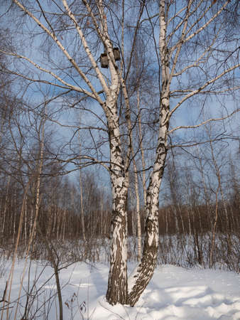 Winter birch forest in the sunlight against the blue sky.の写真素材