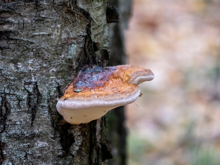 Bark of birch in the cracks textureの写真素材