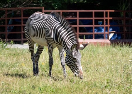 African beautiful zebra eating fresh green grass.の写真素材