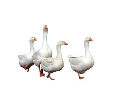 Four white domestic goose isolated on white background.の写真素材