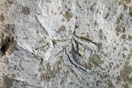 Close up shot of sea shells fossil trapped in sandstone.