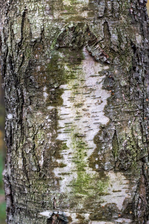 Birch tree bark structure natural background background.の写真素材