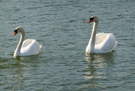 White swan in the lake with blue dark background.の写真素材