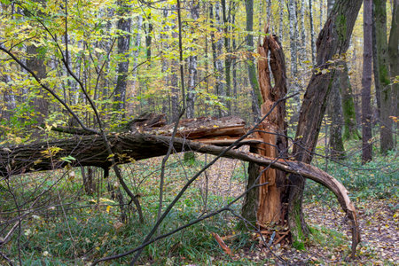 Broken tree trunk after thunderstorm hurricane in the parkの写真素材