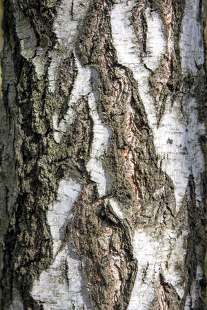 Birch tree bark structure natural background background.の写真素材