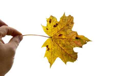 Maple leaf as an autumn symbol on an isolated white background.の写真素材