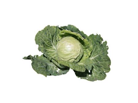 Green ripe white cabbage isolated on a white background.の写真素材