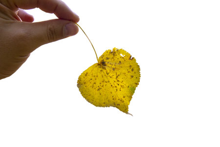 One birch leaf isolated on white background, top view.の写真素材