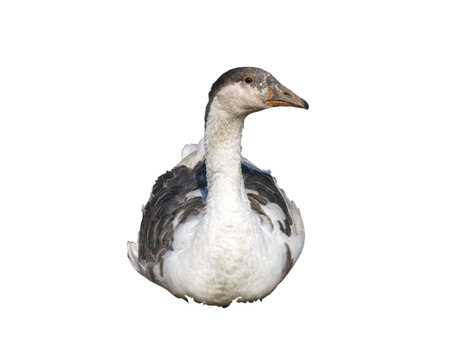 Toulouse goose sitting in front of white background.の写真素材