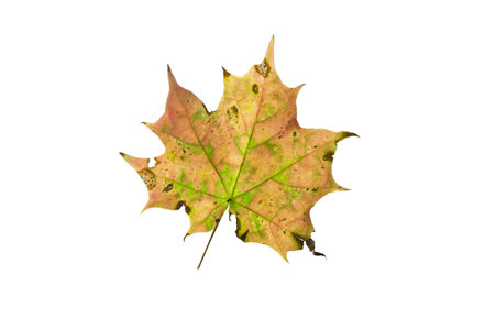 Maple leaf as an autumn symbol on an isolated white background.の写真素材