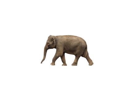 Little Asian elephant calf on isolated white background.の写真素材