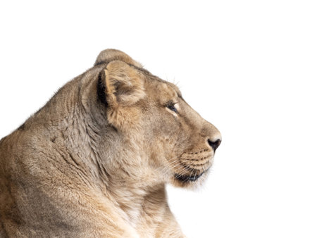 Portrait of a beautiful adult lioness isolated on a white background.の写真素材