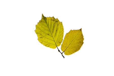 One birch leaf isolated on white background, top view.