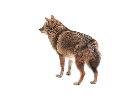 Red jackal stands isolated on a white background.の写真素材