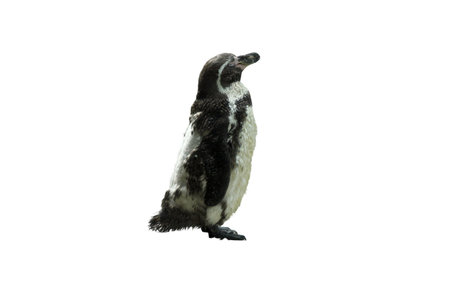 Emperor penguins isolated on white background.の写真素材
