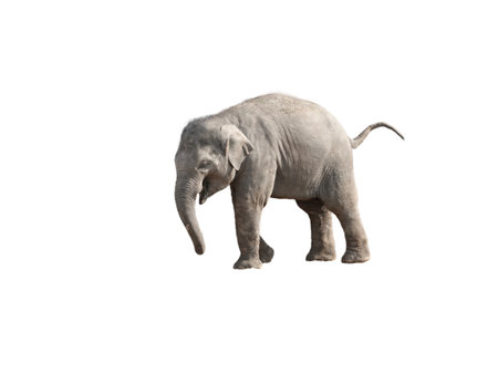 Little Asian elephant calf on isolated white background.の写真素材