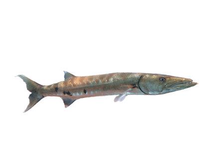 Big barracuda fish isolated on white backgroundの写真素材