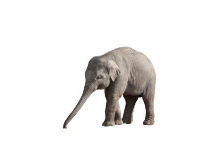 Little Asian elephant calf on isolated white background.の写真素材
