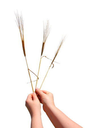 Wheat spikelets in hand isolated on white background.の写真素材