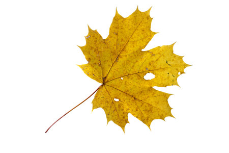 Maple leaf as an autumn symbol on an isolated white background.の写真素材