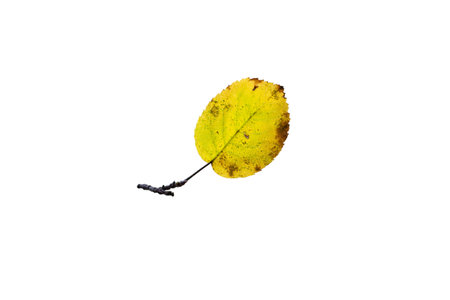 One birch leaf isolated on white background, top view.の写真素材