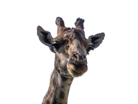 Close up shot of giraffe head isolate on white.の写真素材