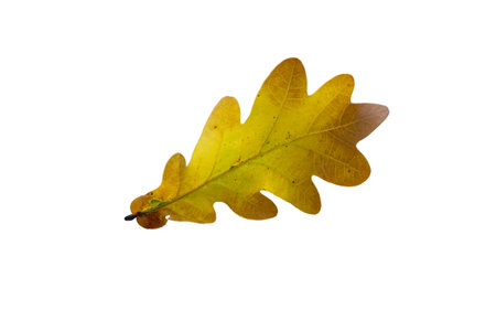 Beautiful oak leaf isolated over white background.の写真素材
