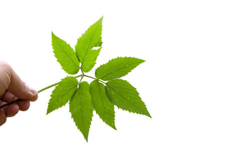 Maple leaf as an autumn symbol on an isolated white background.の写真素材