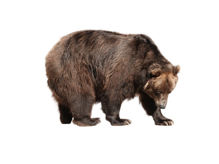 Big brown bear isolated on white background.の写真素材
