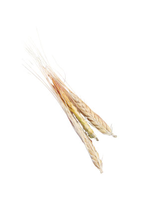 Three wheat spikelets isolated on white background.の写真素材