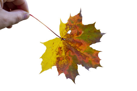 Maple leaf as an autumn symbol on an isolated white background.