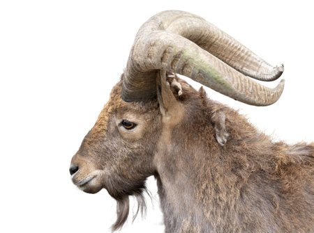 Young alpine ibex male on the top of the mountain isolated on white background.の写真素材