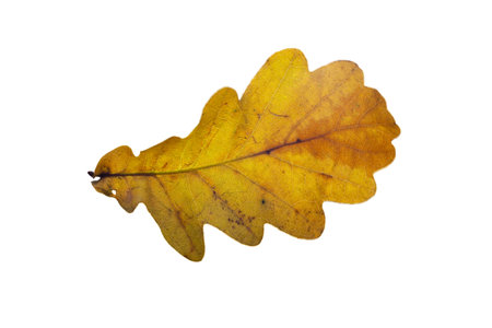 Beautiful oak leaf isolated over white background.の写真素材