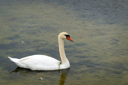 White swan in the lake with blue dark background.の写真素材