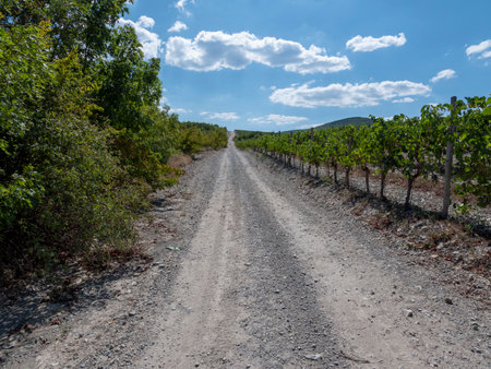 Rows of vineyards in early spring in Kuban.の写真素材