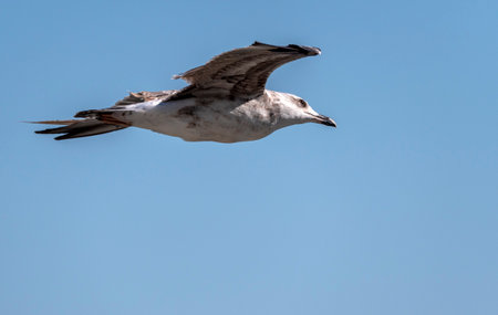 Seagull flying with blue sky background. sky and bird bottom up view landscapeの写真素材