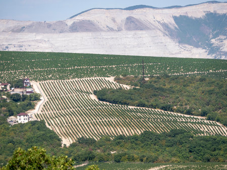 Rows of vineyards in early spring in Kuban.の写真素材