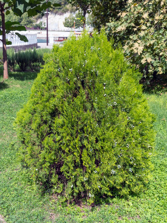 Natural green coniferous Thuja for outdoor planting and the embankment of the city.の写真素材