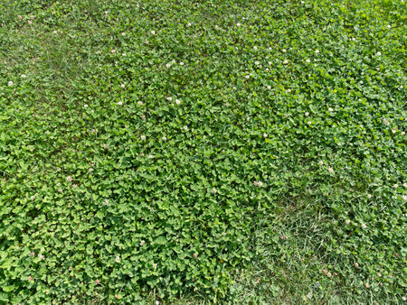 Closeup of a freshly mowed lawn park turf surface.の写真素材