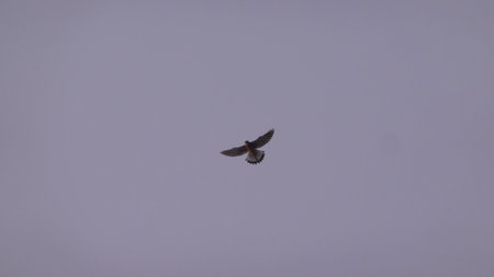 Seagull flying with blue sky background. sky and bird bottom up view landscapeの写真素材